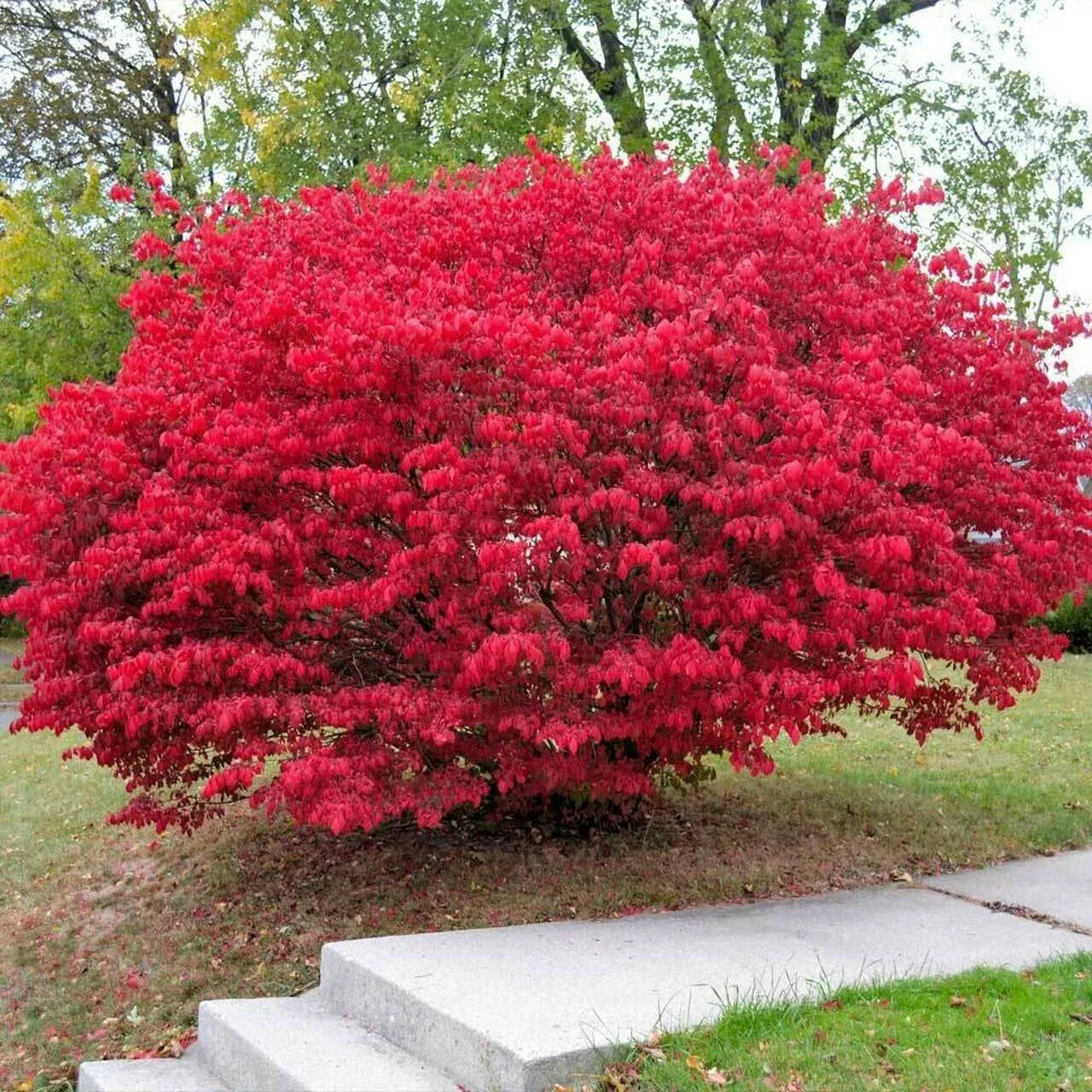 Burning Bush Cuttings - 15 Unrooted Fresh Euonymus alatus for Rooting - Vibrant Fall Foliage Shrub Propagation