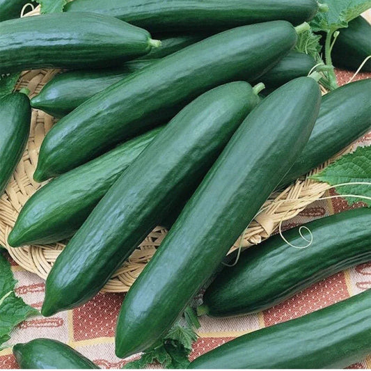 Heirloom Organic Cucumber Seeds – Long Green Improved, Cucumis sativus, 35+ Packets for Home Garden, Pot, or Raised Bed