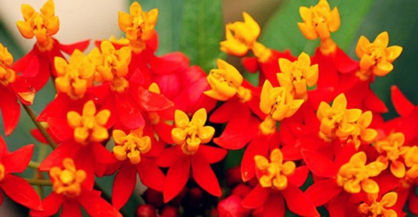 Butterfly Bloodflower Milkweed Seeds - Sunset Variety - Asclepias tuberosa - 100+ Pollinator Garden Seeds for Attracting Butterflies