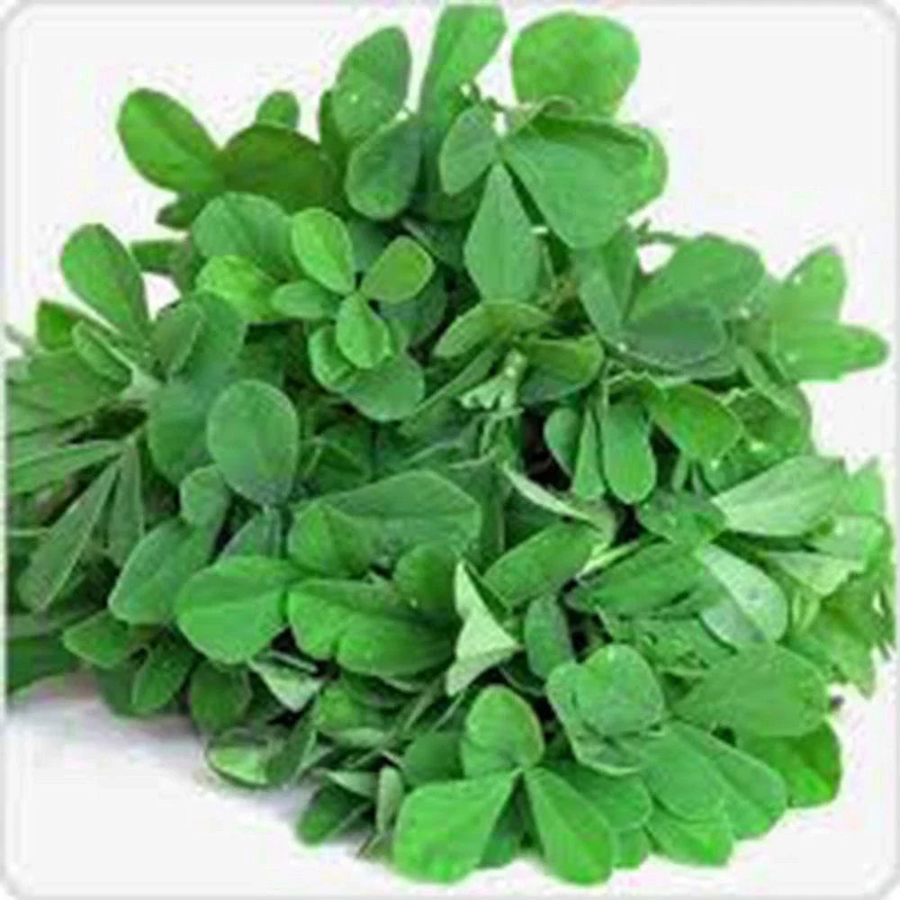 Heirloom Fenugreek Herb Seeds - 500 Non-GMO Trigonella foenum-graecum for Culinary & Herb Gardens