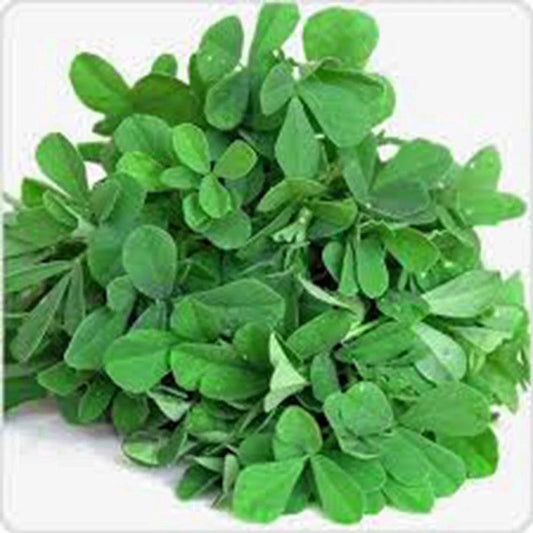 Heirloom Fenugreek Herb Seeds - 500 Non-GMO Trigonella foenum-graecum for Culinary & Herb Gardens