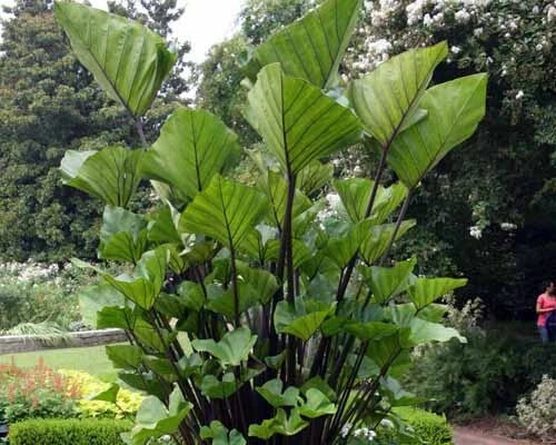 Small Rooted Plant - Colocasia esculenta Elephant Ear Tea Cup Variety Indoor Garden Starter