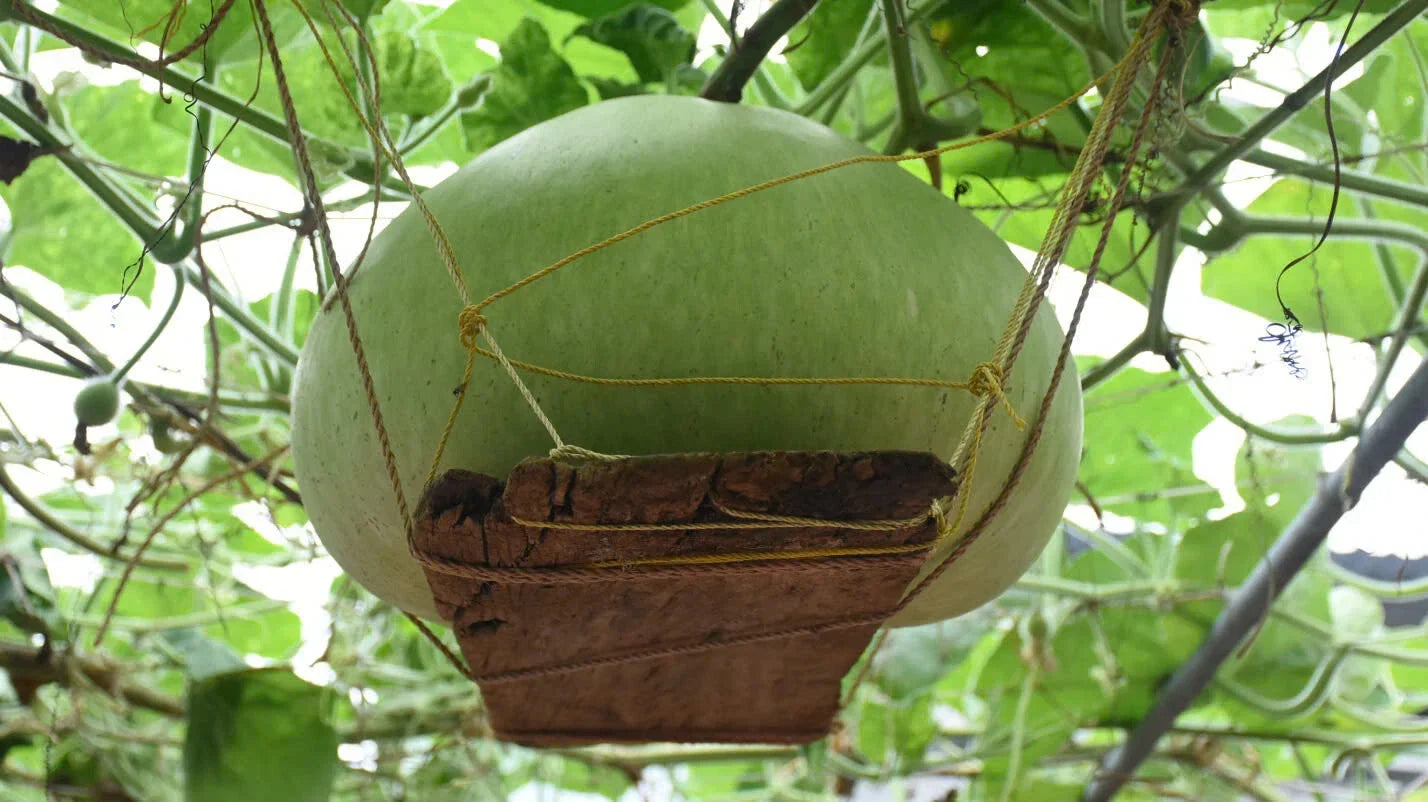 Giant Round Gourd Seeds | Calabash Gourd | Non-GMO Organic | High Yield | Lagenaria siceraria