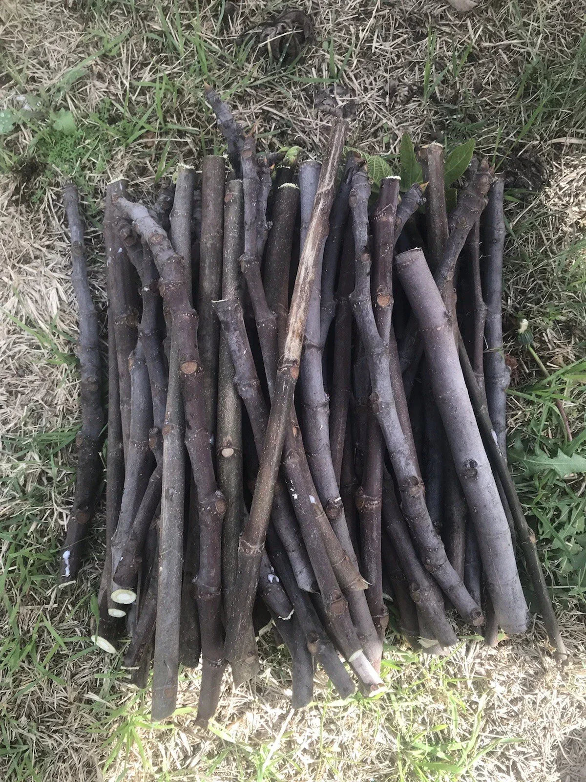 Fig Tree Cuttings - 6 Unrooted Stems - Organic Ficus carica for Home Garden and Orchard Cultivation