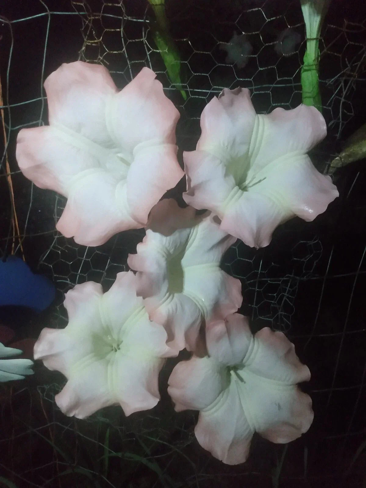 Brugmansia Cuttings - Pink Angel Trumpet - Easy to Grow Plant - Brugmansia spp.