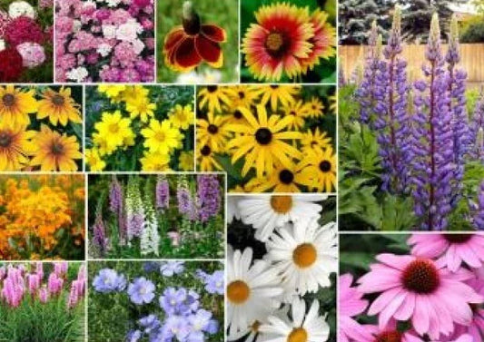 Mixed Wildflower Seeds Pack - 200 Non-GMO Assorted Varieties for Garden, Meadow, or Container Planting