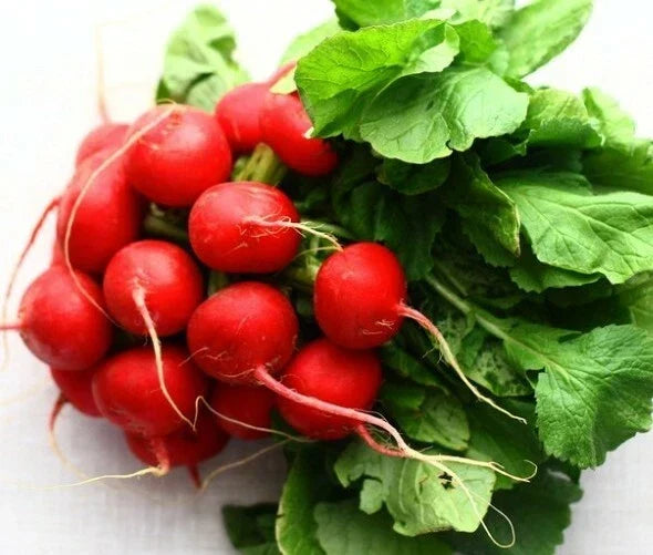 German Giant Radish Seeds - 250+ Non-GMO Open Pollinated Raphanus sativus for Home Gardens