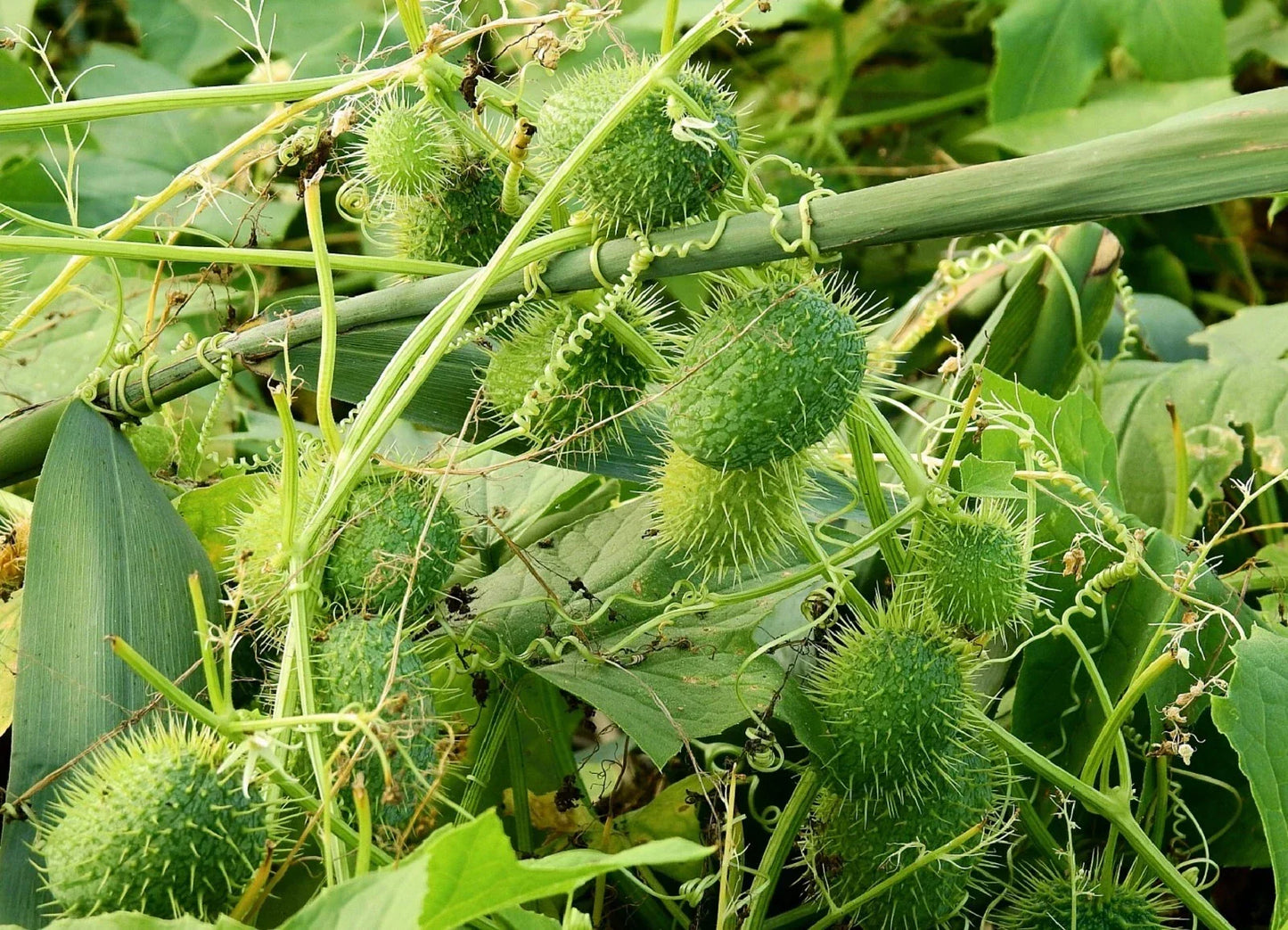 Wild Cucumber Seeds - Fruiting Vine, Cucumis dipsaceus, Organic Garden Starter, Climbing Vine for Trellises & Fences