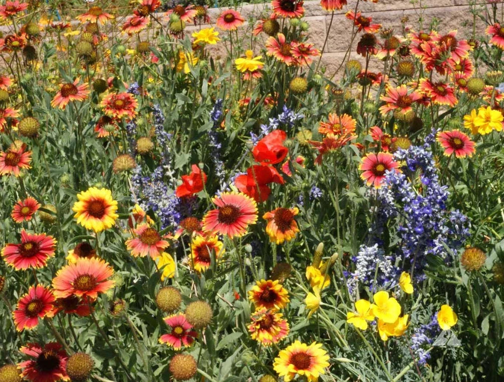 Wildflower Seed Mix 1000 Seeds for Dry Areas, Perennials, Full Sun, Pollinator-Friendly, Non-GMO, Mixed Perennials