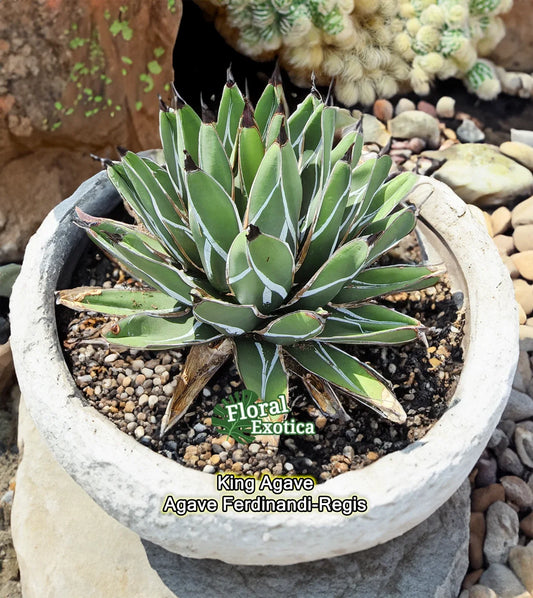 King Agave Ferdinandi-Regis Starter Pup | Live Succulent Plant | Agave nickels | Indoor & Outdoor Use