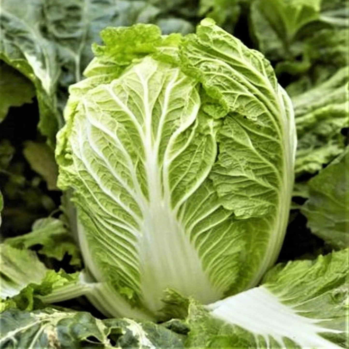 Yong Chinese Napa Cabbage Seeds - Non-GMO, Brassica rapa var. pekinensis, for Spring & Fall Planting, Vegetable Garden, 200 Seeds