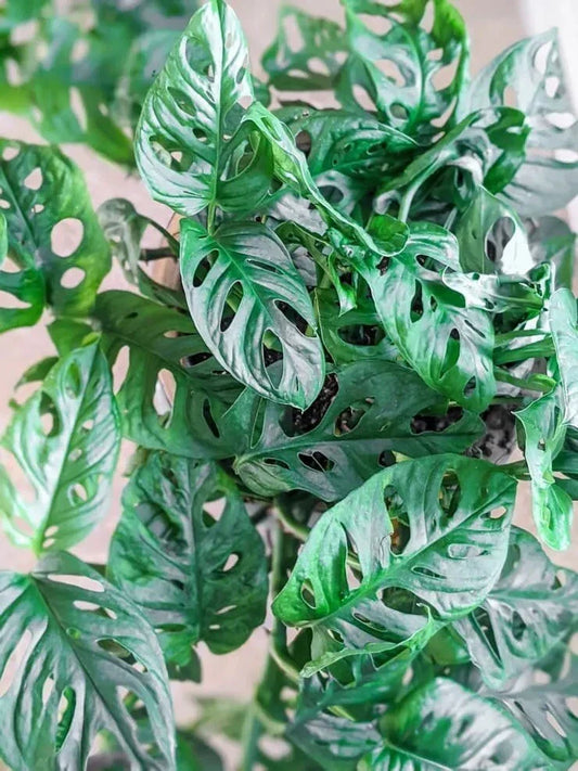 Monstera Adansonii Swiss Cheese Cuttings – Indoor/Outdoor House Plant with Perforated Leaves, Tropical Foliage