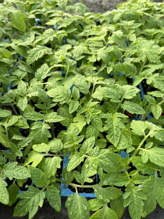Lot of 3 Live Roma Tomato Plants – Solanum lycopersicum, 6-10 Inches, Perfect for Home Garden, Fresh Tomatoes, Easy to Grow