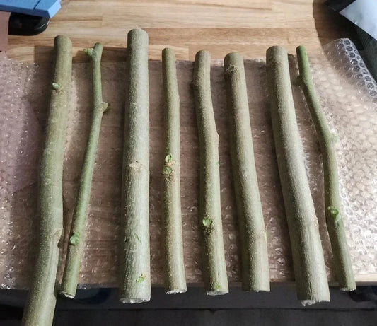 Moringa Oleifera Cuttings and Seeds | Non-GMO Horseradish Drumstick Tree | Nutritious Leaves, Fast Growing