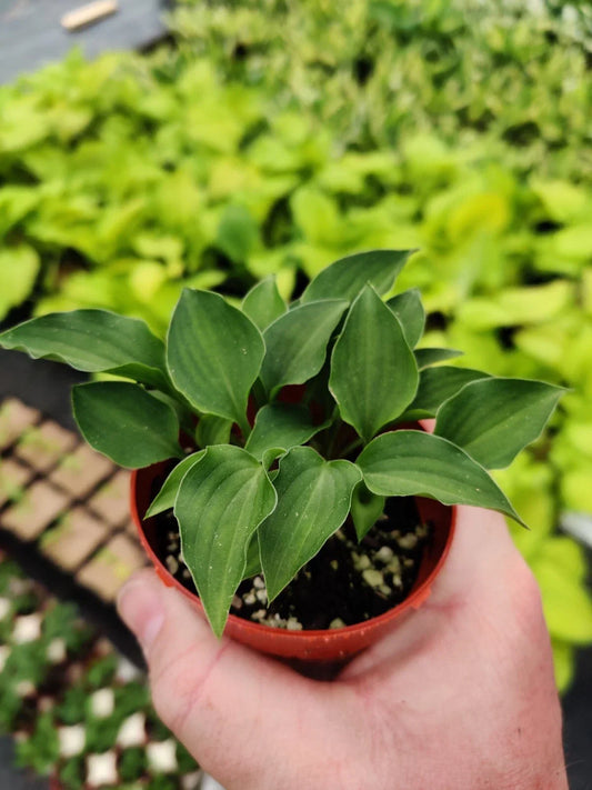Hosta Rock Princess 2" Pot True Miniature Perennial Shade Plant, Hosta ‘Rock Princess’ for Containers & Gardens