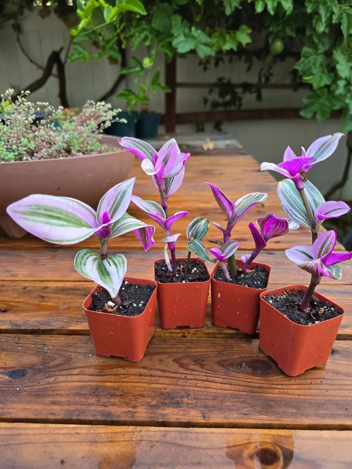 Tradescantia Nanouk Plant - 2-Inch Pot - Rooted Pink Wandering Jew - Vibrant Green and Pink Foliage - Indoor Outdoor Houseplant