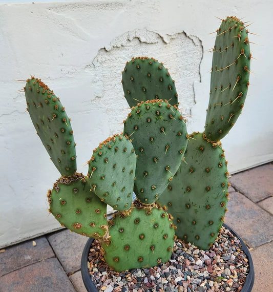 Opuntia X Vaseyi Vasey's Prickly Pear Cactus Pad Cutting | Succulent Plant | Drought-Tolerant, Low-Water, Full Sun, Well-Draining Soil