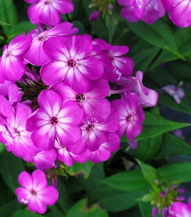 Purple Volcano Phlox Seeds - 100 Pack, Phlox paniculata, Garden Planting, Attracts Pollinators, Drought Tolerant, USA Grown