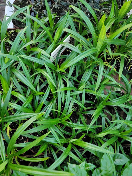 Live Plant - 4 Inch Pot Pandan Leaf - Pandanus amaryllifolius - Culinary Herb for Kitchen, Indoor Garden, Fresh Fragrance