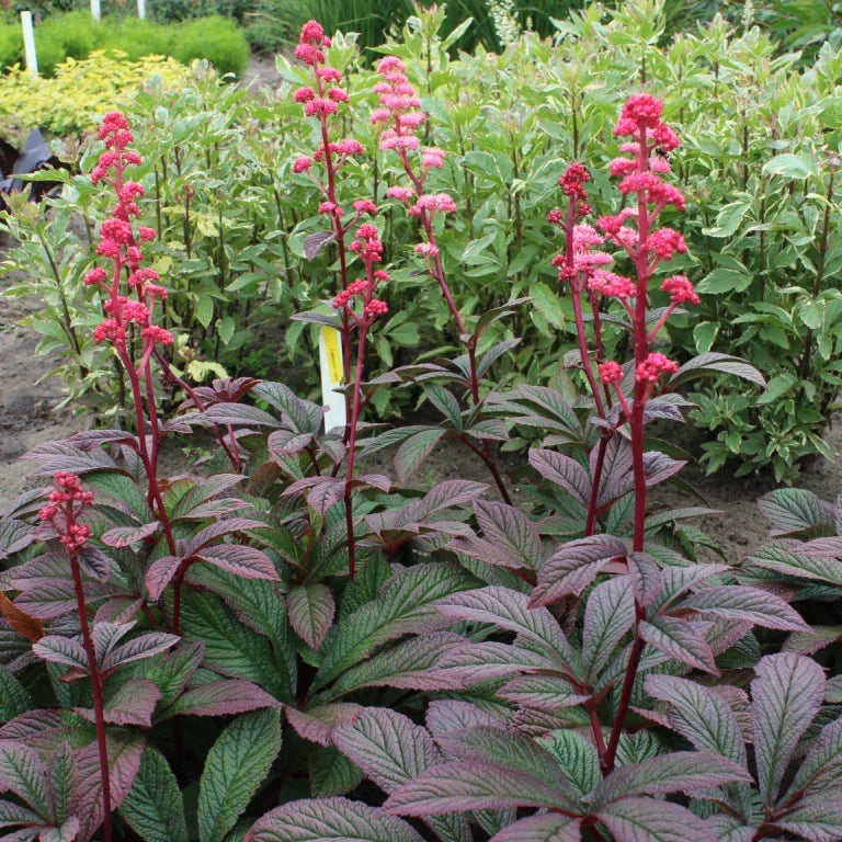Rodgersia aesculifolia Live Starter Plant - Perennial Shade Plant with Bronze Foliage and White-Pink Flowers