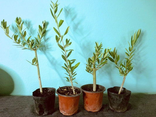 Olive Tree Live Plants – 6 to 12in Fully Rooted Cuttings – Olea europaea – Indoor Outdoor Garden Tree