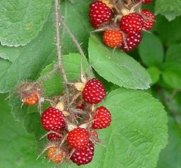 Wild Japanese Wineberry Bush Live Plant, 2 Years Old, Fruiting, Rubus phoenicolasius, Berry Producing, Hardy Perennial Shrub