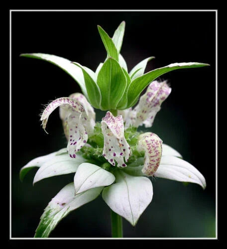 Beebalm Seeds - 320 Pack - Spotted White Monarda punctata - Rare Perennial for Garden Beds & Borders
