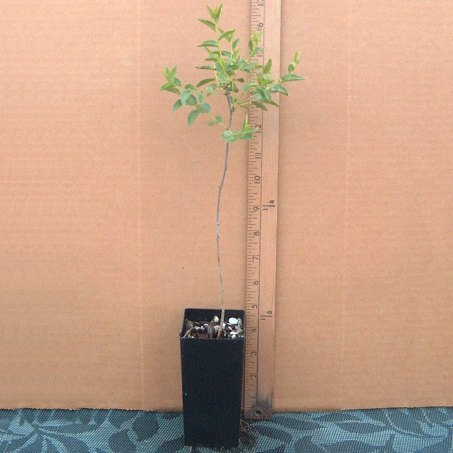 Sour Jujube Rootstock Small Mature Tree for Grafting - Ziziphus jujuba, Fruit Production, Hardy Orchard Plant
