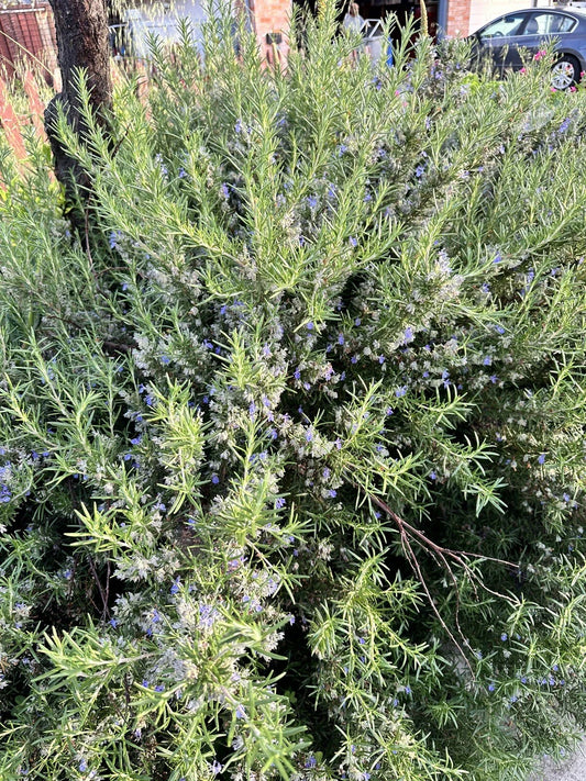 Organic Rosemary Herb Plant Cuttings - 12 Live 10-Inch Salvia rosmarinus for Culinary & Gardening
