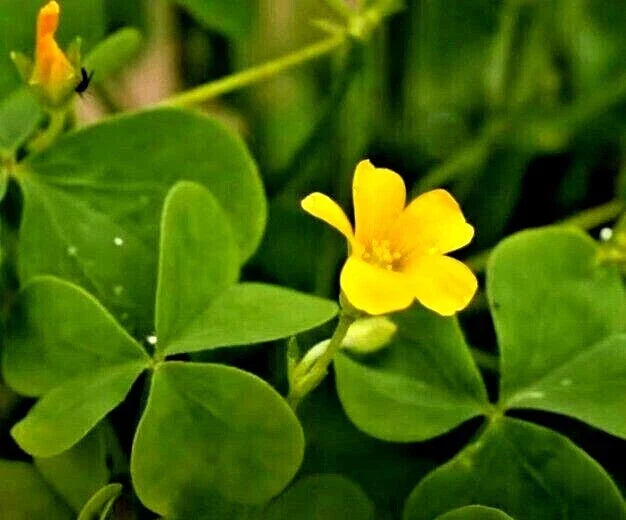Yellow Wood Sorrel Seeds - Organic Oxalis stricta Lemon Clover, Edible Herb, Pollinator Attractant, 100 Non-GMO Seeds