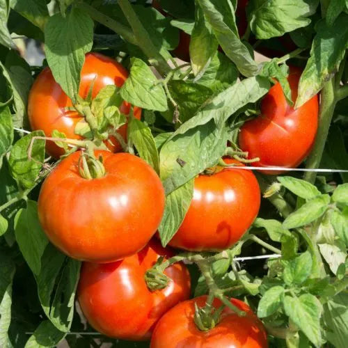 Rutgers Tomato Seeds 50 Ct - Heirloom Non-GMO Vegetable Seeds for Home Garden - Solanum lycopersicum