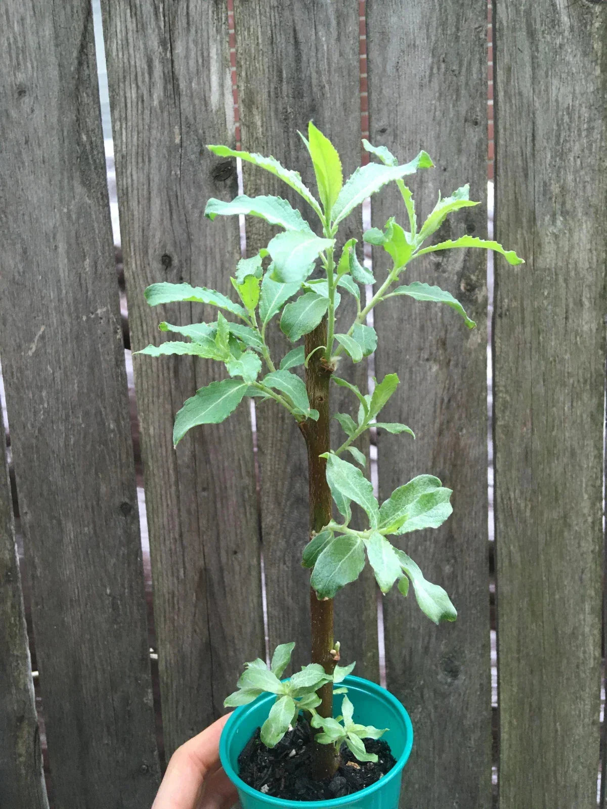 Pussy Willow Live Tree - Well-Rooted Salix discolor for Garden, Spring Blooms, Ornamental, Easy Care