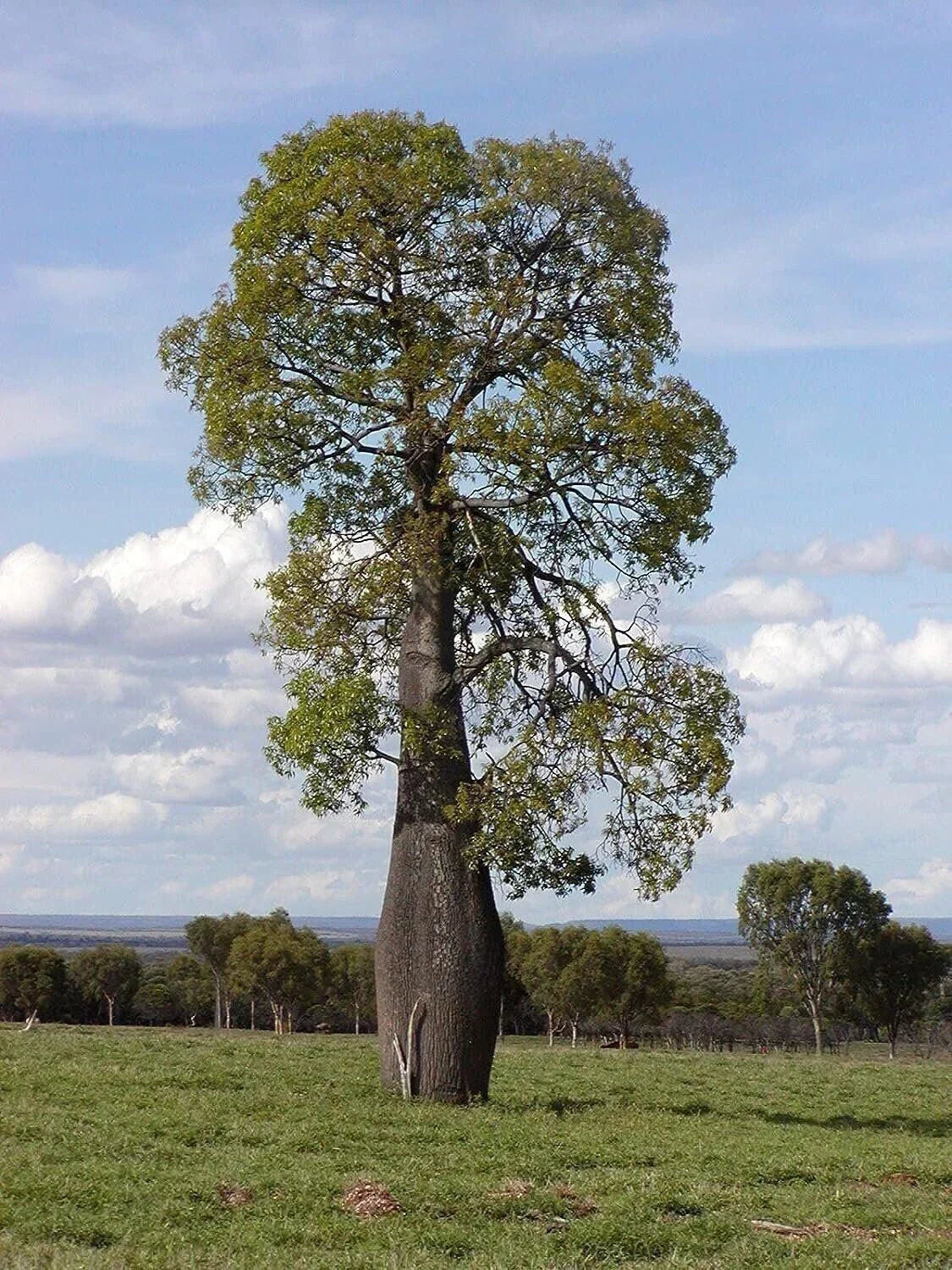 Queensland Bottle Tree Live Plant in 3 Gallon Pot, Brachychiton rupestris, Tropical Foliage for Garden or Indoor Decor