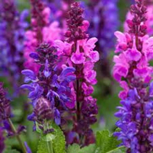 Pink Purple Salvia Seeds | Perennial Flower Seeds for Hummingbird Attracting | Salvia nemorosa, 50 Seeds