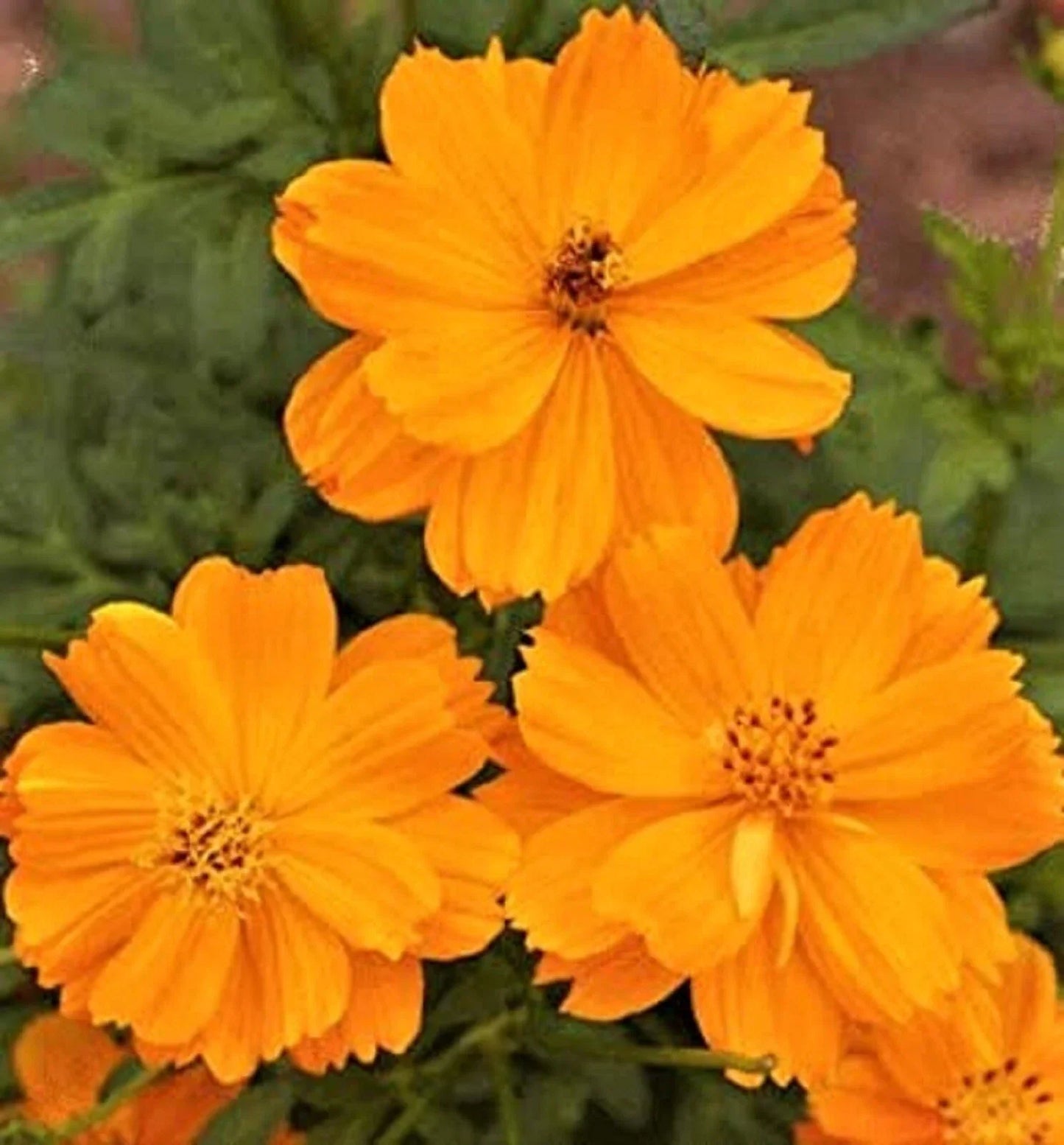Cosmos Gold Dwarf Sulphur Seeds - 80+ Non-GMO Annual Flower Seeds for Borders & Pollinator Gardens