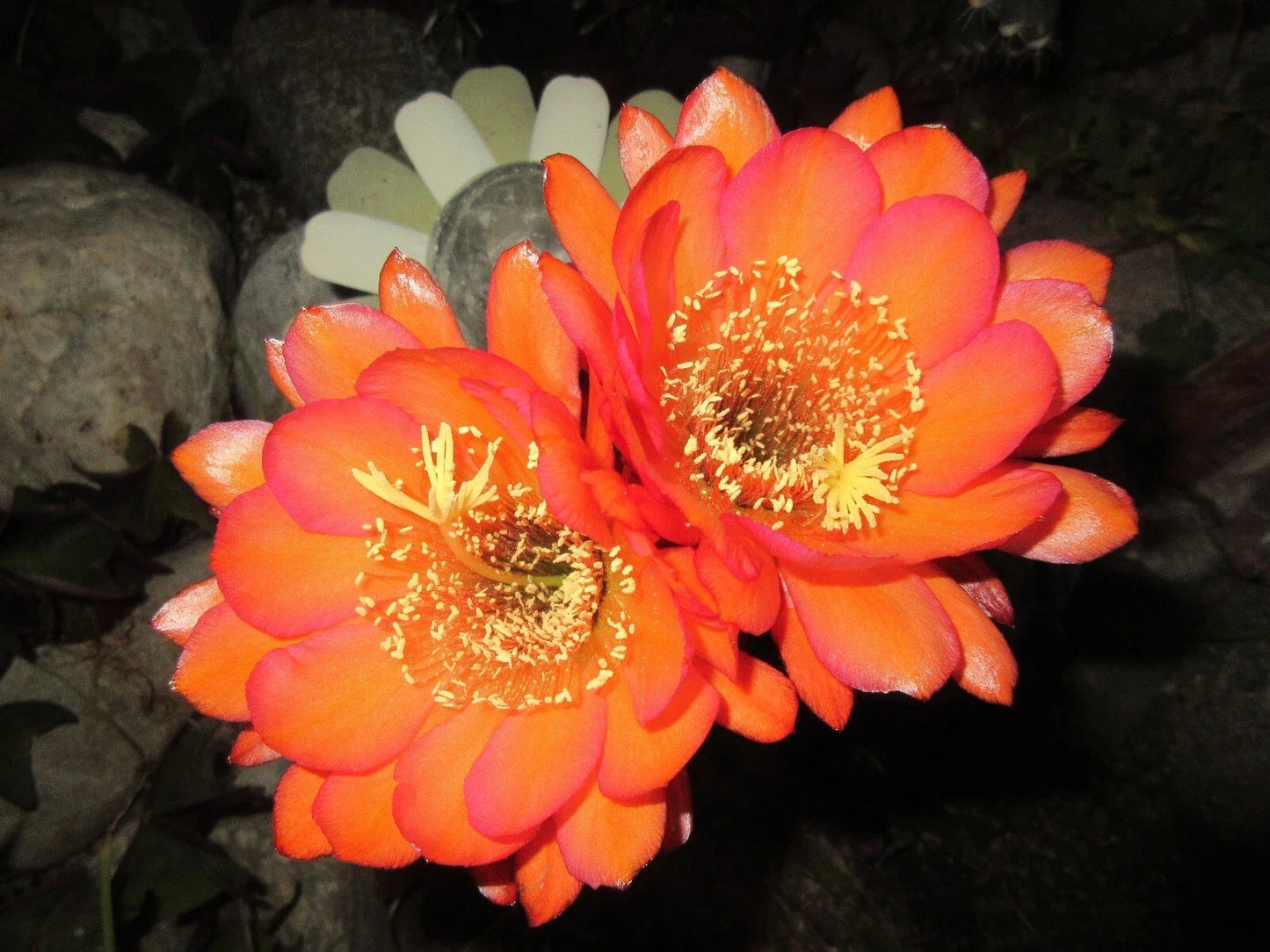 Echinopsis 'Acapulco Sunset' Cactus Cutting – Succulent Plant for Indoor Outdoor Decor, Drought-Tolerant, Bright Orange Flowers