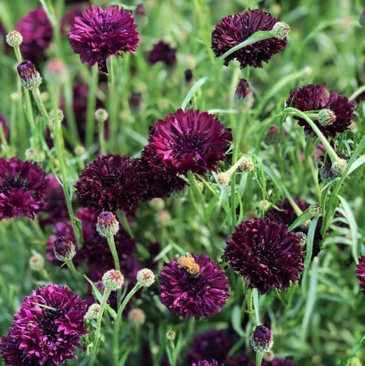 Black Ball Bachelor Button Seeds - Dark Centaurea Cyanus Annual for Gardens, Borders, and Cut Flowers