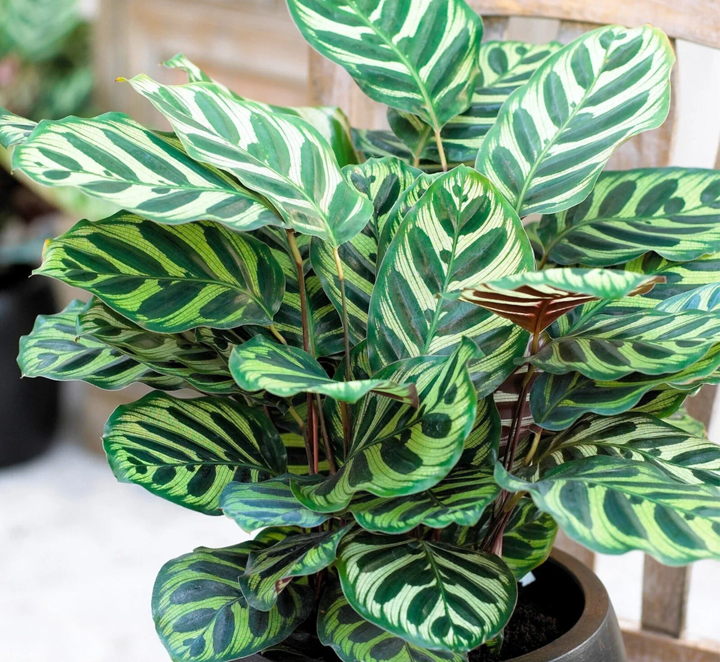 Calathea Makoyana Plug - Live Peacock Plant Starter - Indoor Houseplant - Calathea Orbifolia - Vibrant Foliage, Low Maintenance