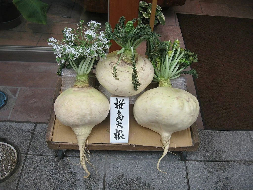 Sakurajima Mammoth Daikon Seeds | Large Mild Sweet Radish Raphanus sativus | Heirloom Vegetable Seeds for Garden, Salad, Pickling