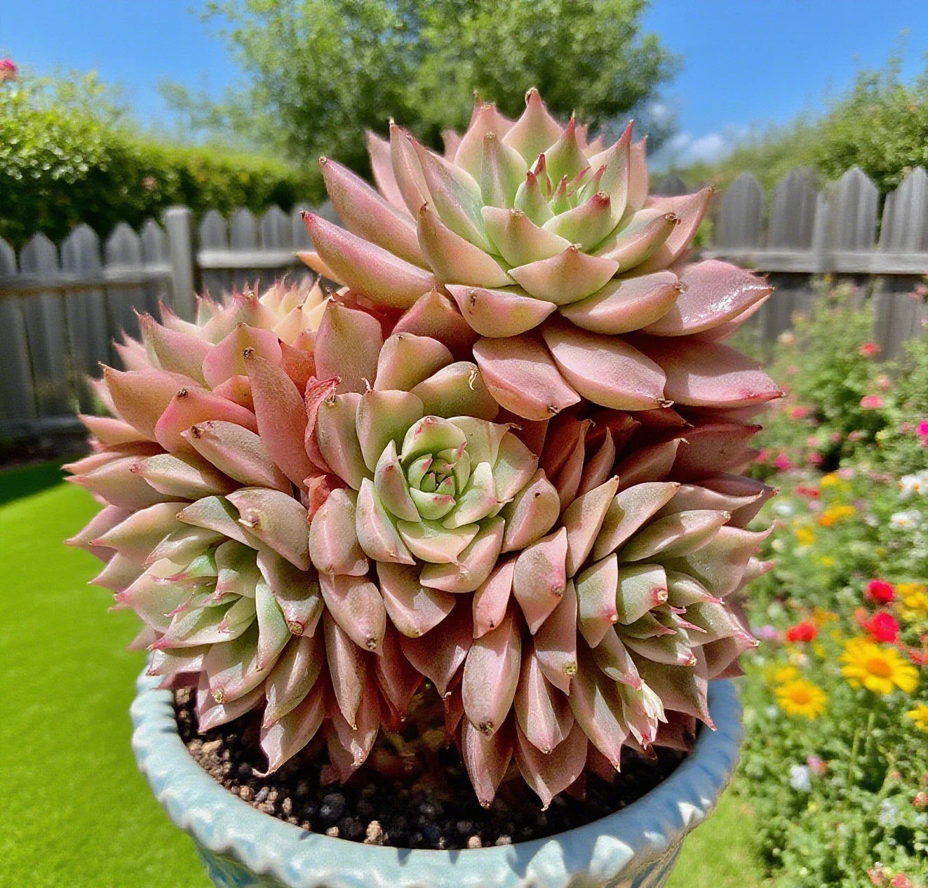 Rare Margaret Succulent Plant – 2.5-3" Bare Root, Easy Care Indoor Succulent, Unique Foliage, Perfect for Terrariums and Home Decor