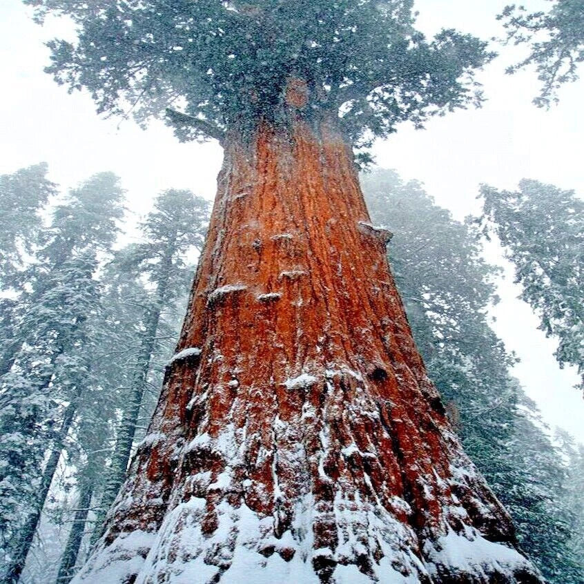 California Coast Redwood Seeds - Giant Sequoia Bonsai - Sequoiadendron giganteum - Organic, Fast Germination, Indoor & Outdoor Gardening