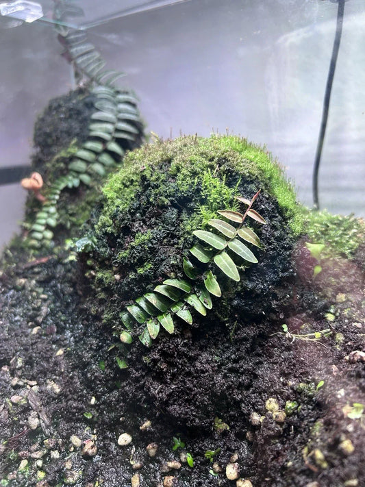 Marcgravia Umbellata "Red" Vine Cutting – Dart Frog Safe Terrarium Plant for Indoor Gardening and Bioactive Environments