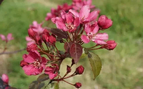 Barbara Crabapple Seeds – Malus 'Barbara' for Planting, Ornamental Tree, White to Pink Flowers, Vibrant Fruit, USA Grown, Garden-Ready