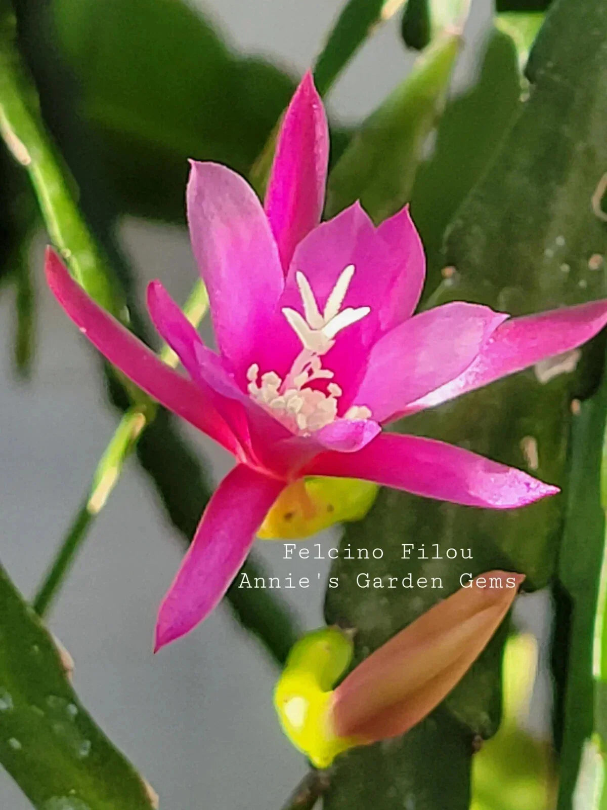 Epiphyllum Cuttings 8-10 Inches Felcino Filou Cactus Plant Unrooted Propagation Indoor Outdoor