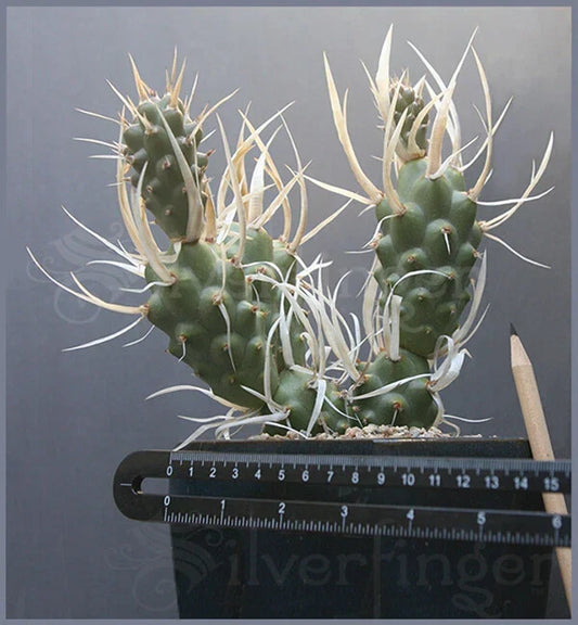 Live Paper Spine Cactus Plant – Tephrocactus articulatus papyracanthus – Unique Succulent for Home Decor and Indoor Garden