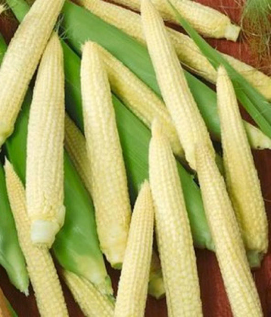 Japanese Hulless Corn Seeds – Non-GMO Organic Zea Mays Heirloom Variety, Sweet Kernel, Popping & Fresh Eating, 10 Seeds