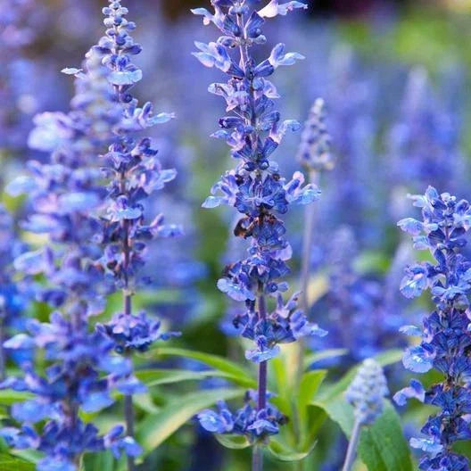 Hyssop Seeds 200 Count | Perennial Herb for Pollinators & Culinary Use | Hyssopus officinalis Non-GMO