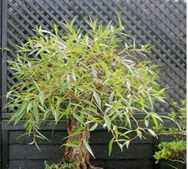 Bonsai Tree Cutting - Large Globe Willow with Thick Trunk - Salix Babylonica - Weeping Foliage, Elegant, Easy to Care