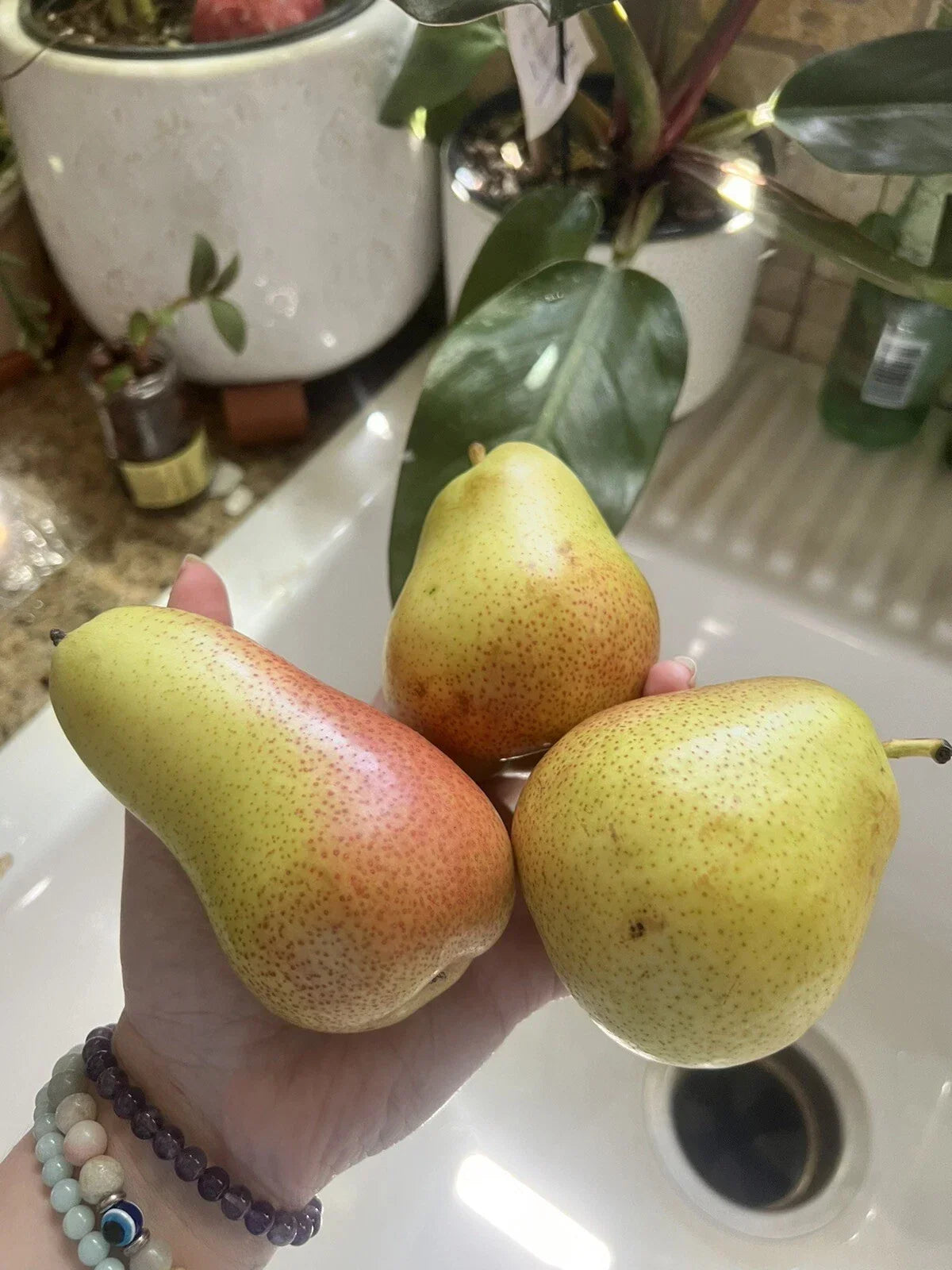 Forelle Pear Seeds - 5 Pack - Non-GMO Green Fruit - Easy Grow Edible for Smoothies - Pyrus communis 'Forelle'