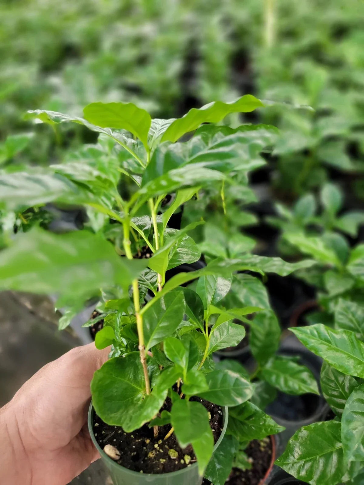 Coffee Arabica Plants in 4-Inch Pots, Multiple Plants, Indoor Garden, Coffea arabica, Home Coffee Plant